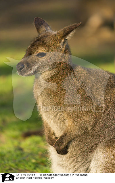 English Red-necked Wallaby / PW-10465