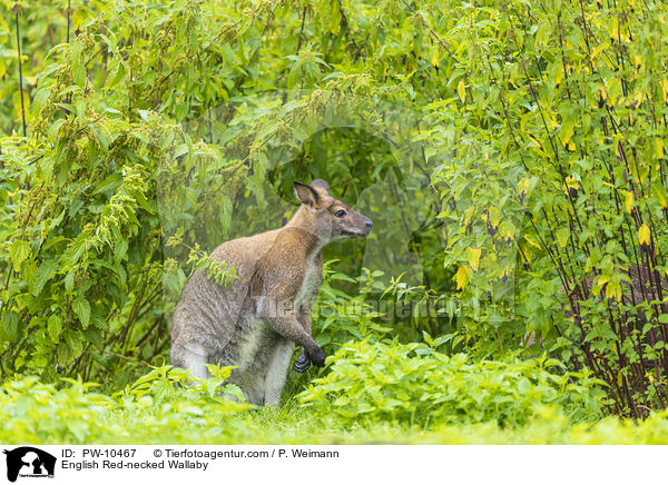 Bennettknguru / English Red-necked Wallaby / PW-10467