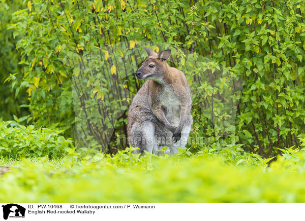 English Red-necked Wallaby / PW-10468