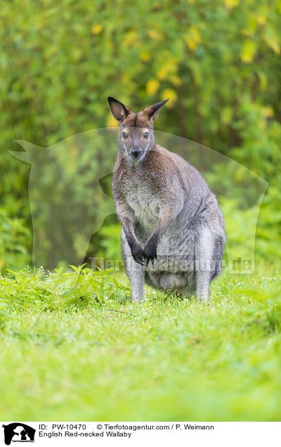 English Red-necked Wallaby / PW-10470