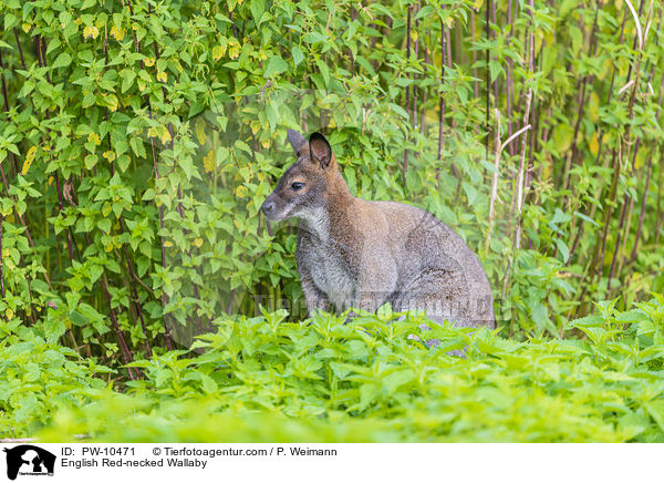 English Red-necked Wallaby / PW-10471