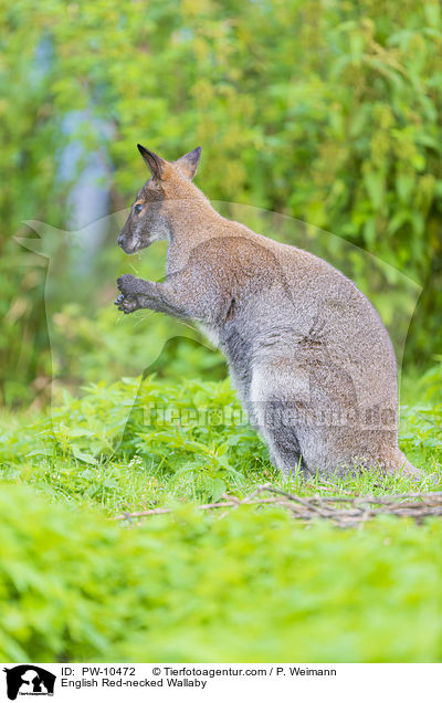 Bennettknguru / English Red-necked Wallaby / PW-10472