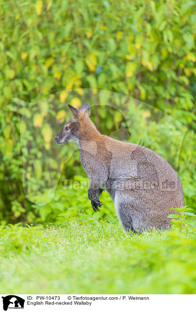 English Red-necked Wallaby / PW-10473