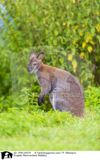 Bennettknguru / English Red-necked Wallaby / PW-10474