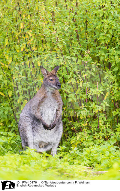 Bennettknguru / English Red-necked Wallaby / PW-10476
