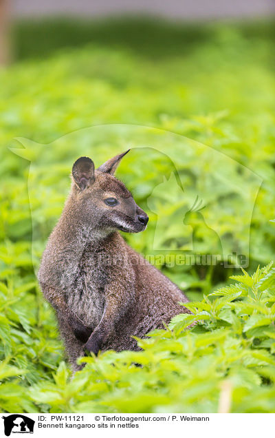 Bennettknguru sitzt in Brennesseln / Bennett kangaroo sits in nettles / PW-11121