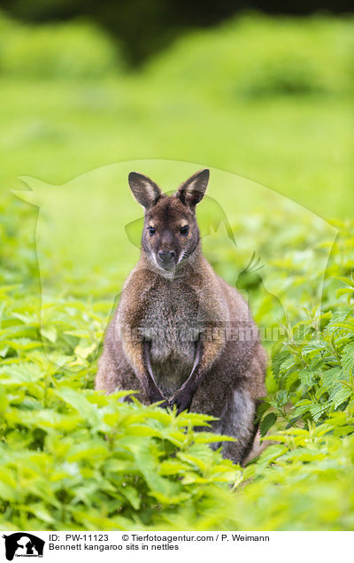 Bennettknguru sitzt in Brennesseln / Bennett kangaroo sits in nettles / PW-11123