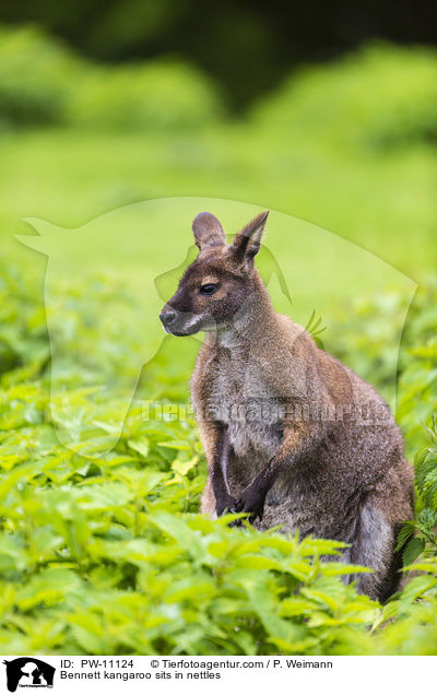 Bennett kangaroo sits in nettles / PW-11124