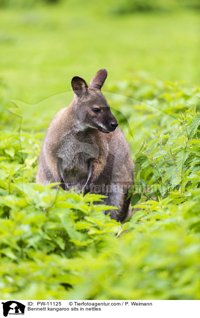 Bennettknguru sitzt in Brennesseln / Bennett kangaroo sits in nettles / PW-11125
