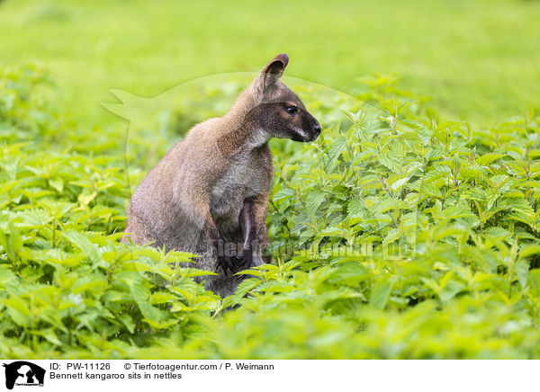 Bennettknguru sitzt in Brennesseln / Bennett kangaroo sits in nettles / PW-11126