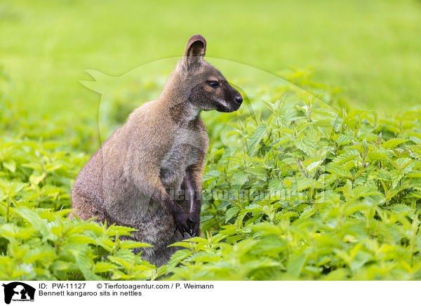Bennett kangaroo sits in nettles / PW-11127
