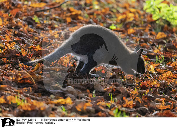 English Red-necked Wallaby / PW-12515