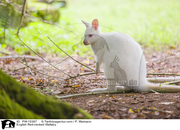 English Red-necked Wallaby / PW-15387
