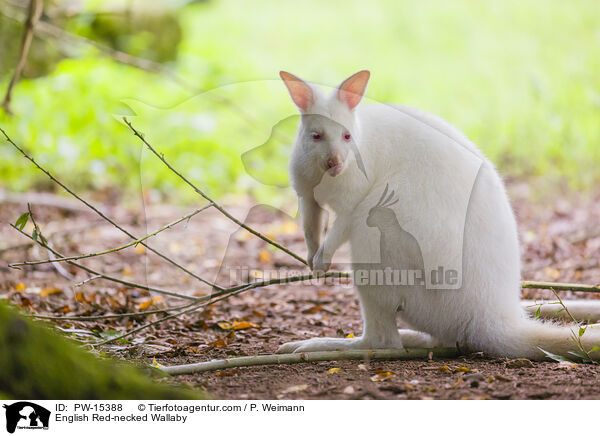 English Red-necked Wallaby / PW-15388