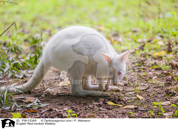 English Red-necked Wallaby / PW-15389