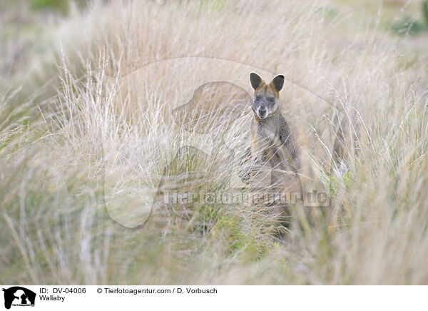 Bennettknguru / Wallaby / DV-04006