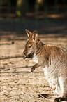 kangaroos