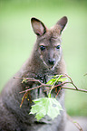 Red-necked wallabies