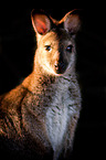 Bennett's wallaby