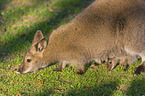 English Red-necked Wallabies