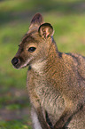 English Red-necked Wallaby