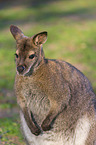 English Red-necked Wallaby