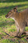 English Red-necked Wallaby