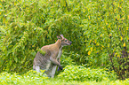 English Red-necked Wallaby