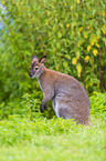 English Red-necked Wallaby