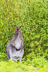 English Red-necked Wallaby