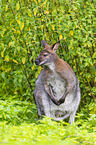 English Red-necked Wallaby