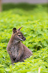 Bennett kangaroo sits in nettles