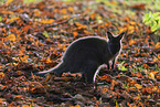 English Red-necked Wallaby