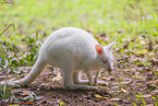 English Red-necked Wallaby