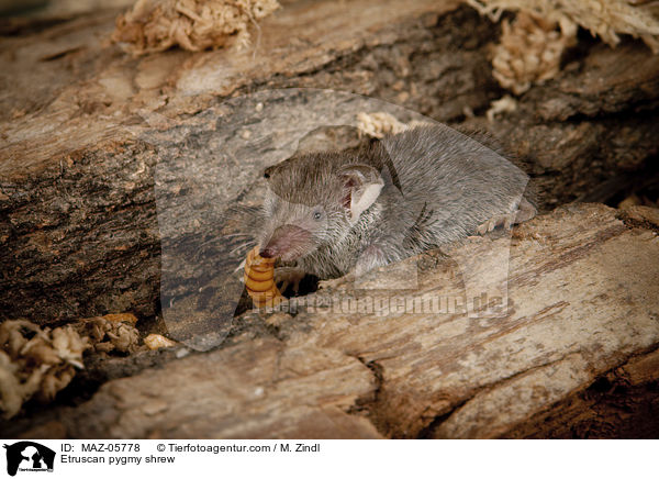 Etruscan pygmy shrew / MAZ-05778