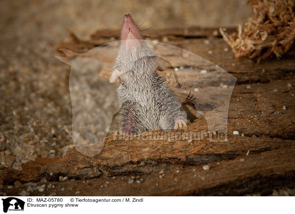 Etruskerspitzmaus / Etruscan pygmy shrew / MAZ-05780