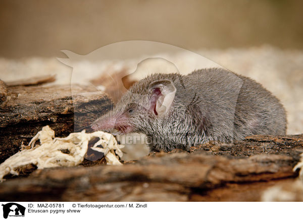 Etruskerspitzmaus / Etruscan pygmy shrew / MAZ-05781