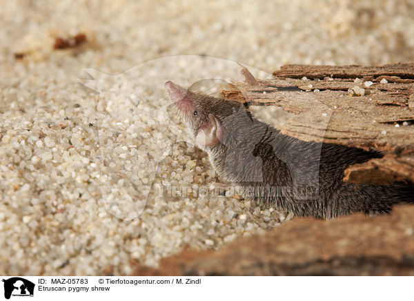 Etruskerspitzmaus / Etruscan pygmy shrew / MAZ-05783