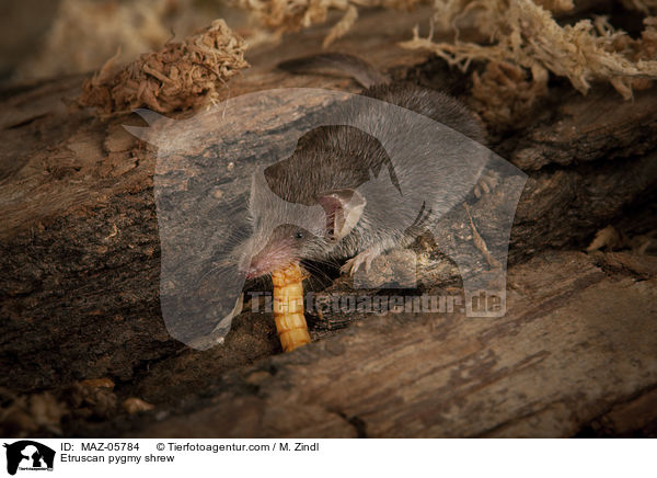 Etruscan pygmy shrew / MAZ-05784