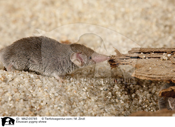 Etruscan pygmy shrew / MAZ-05785