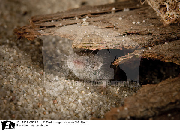 Etruskerspitzmaus / Etruscan pygmy shrew / MAZ-05787