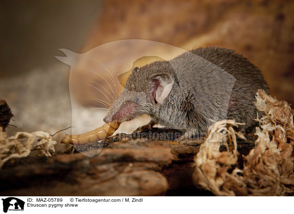 Etruscan pygmy shrew / MAZ-05789