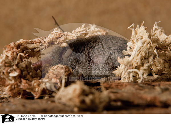 Etruskerspitzmaus / Etruscan pygmy shrew / MAZ-05790