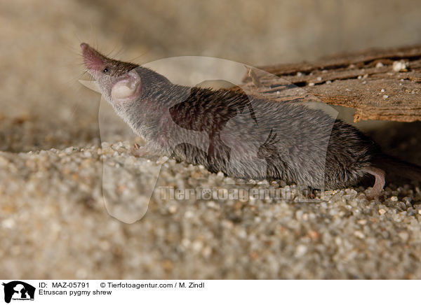 Etruscan pygmy shrew / MAZ-05791