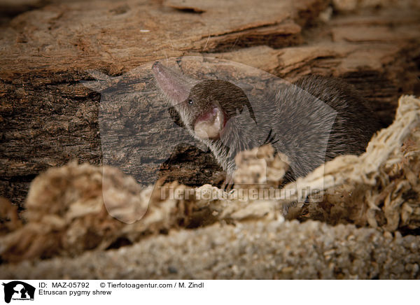 Etruscan pygmy shrew / MAZ-05792