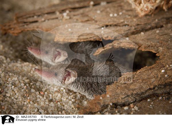 Etruscan pygmy shrew / MAZ-05793