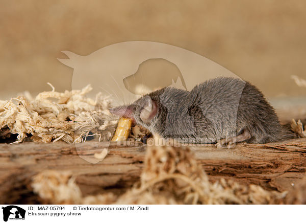 Etruscan pygmy shrew / MAZ-05794