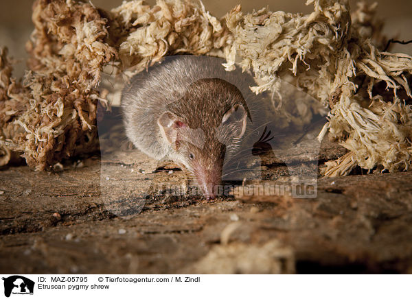 Etruscan pygmy shrew / MAZ-05795
