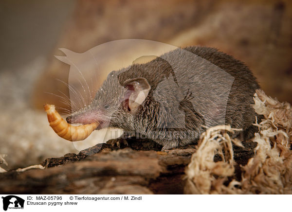 Etruskerspitzmaus / Etruscan pygmy shrew / MAZ-05796