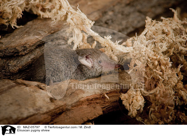 Etruskerspitzmaus / Etruscan pygmy shrew / MAZ-05797